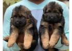 German Shepherd Puppies for Sale in Kolkata