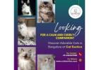 Cats in Bangalore | Kittens in Bangalore