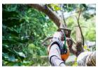 Affordable tree removal service — Tree + Stump Bundle