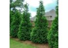 Shop Evergreen Trees Online | Evergreen Trees with Delivery, Planting & 1-Year Warranty