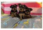 MINI YORKIES PUPPIES