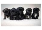 TINY YORKIES PUPPIES