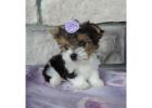 STANDARD TEACUP YORKIE PUPPIES