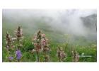 Valley Of Flower By Trek