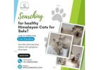 Himalayan Cats for Sale in Bangalore | Himalayan Cat in Bangalore