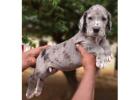 Great Dane Puppies for Sale in Pune