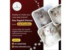 Buy Ragdoll Kittens in Bangalore | Ragdoll Cat in Bangalore