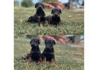 Doberman Puppies for Sale in Chandigarh