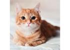 Pet Cats for sale in Bangalore - 2025