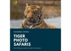 Tiger Photo Safaris: Capturing the Majesty of the Wild