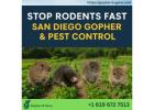 San Diego Gopher & Rodent Control – Trusted Since 1991