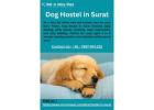 Dog Hostel in Surat