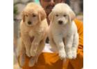 Golden Retriever Puppies For Sale In Gurgaon