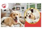 Faridabad Pet Boarding – Happypettings
