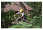 Professional Tree Removal Service | 24/7 Emergency Response