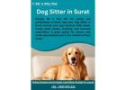 Dog Sitter in Surat