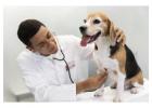 Trusted Internal Medicine Veterinarian Near You