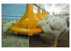 Profitable Broiler Poultry Farm Setup