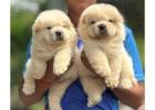 Chow Chow Puppies for Sale in Ludhiana