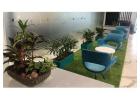 Best Air Purifier Plants for Office – Garden On Hire