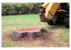 Large Stump Removal PG County – Veteran-Owned Service