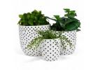 Ceramic Pots and Planters