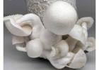 Shop Pearly Gates Mushroom Strain – Fresh and Potent
