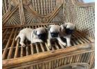 Pug Puppies for Sale in Dehradun