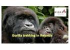 Gorilla Trekking in Rwanda & Wildlife Safari Packages | Genesis of Adventure