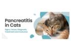 Pancreatitis In Cats | CGS Hospital