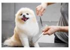 Trusted Dog Grooming Experts in Oviedo