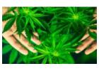 Buy Marijuana