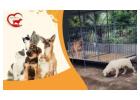Gurugram Pet Boarding Experts – Happypettings