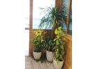 Affordable Plant Rental Services for Offices & Events – Greenlands 