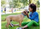Professional Canine Training Services in North Wales – Mindful Dog Wirral