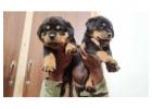 Rottweiler Puppies for Sale in Dehradun