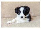 Border Collie Puppies for Sale in Faridabad