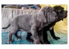 Neapolitan Mastiff Puppies For Sale In Faridabad