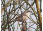  North India birding tours