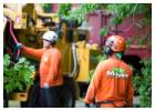 Complete Tree Care & Removal Service in Cambridge, MA