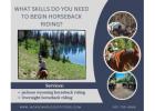 What Skills Do You Need to Begin Horseback Riding?
