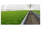 Dubai’s Trusted Grass Supplier for Homes & Businesses