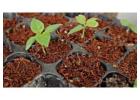 Coco Coir for Cannabis Growers 
