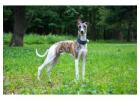 Greyhound Puppies For Sale In Faridabad