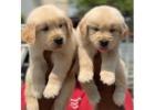 Golden Retriever Puppies For Sale In Faridabad