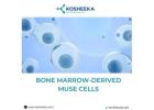 Explore Regenerative Medicine with Bone Marrow-Derived Muse Cells