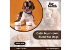 Calm Mushroom Blend for Dogs – Natural Stress Relief with Fur Health