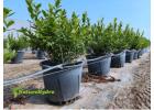 Berry Grow Pots Wholesale
