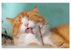Cat Grooming in Bangalore