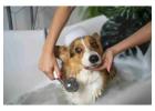 Dog Grooming In Bangalore